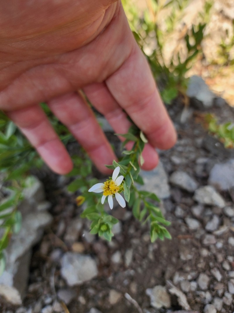 Gorman's Aster photo 4