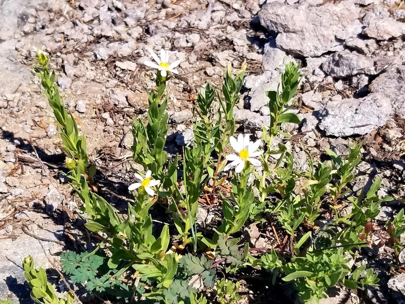 Gorman's Aster photo 5