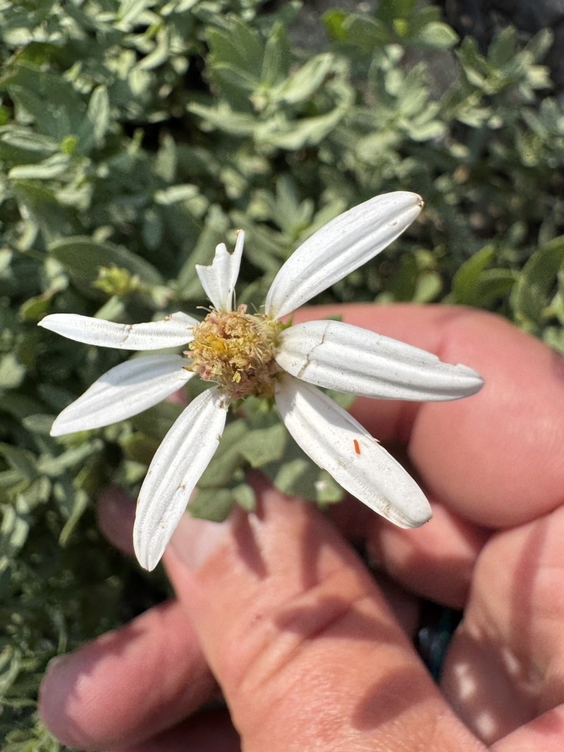 Gorman's Aster photo 6