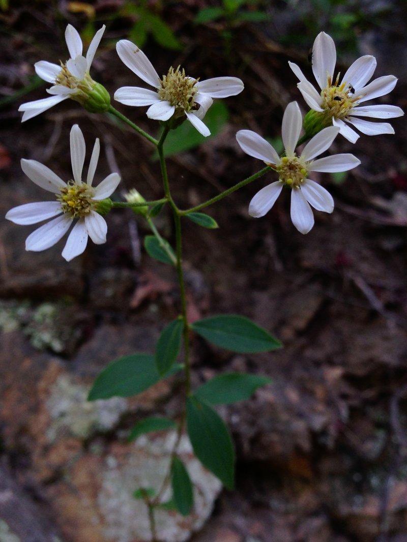 Cornel-Leaf Whitetop