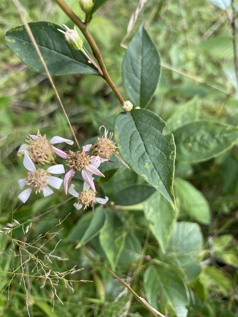 Cornel-Leaf Whitetop