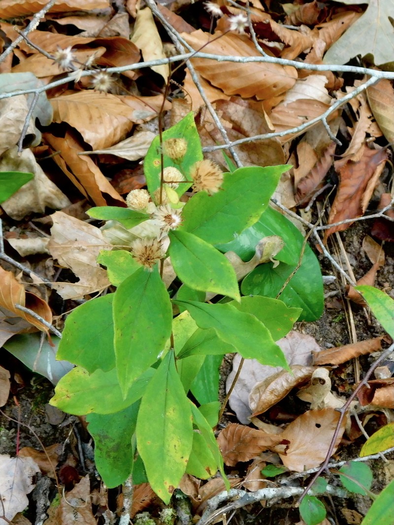 Cornel-Leaf Whitetop photo 3