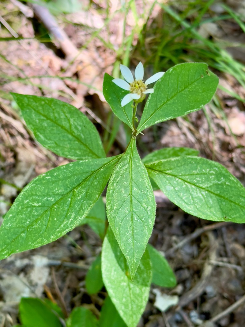 Cornel-Leaf Whitetop photo 4