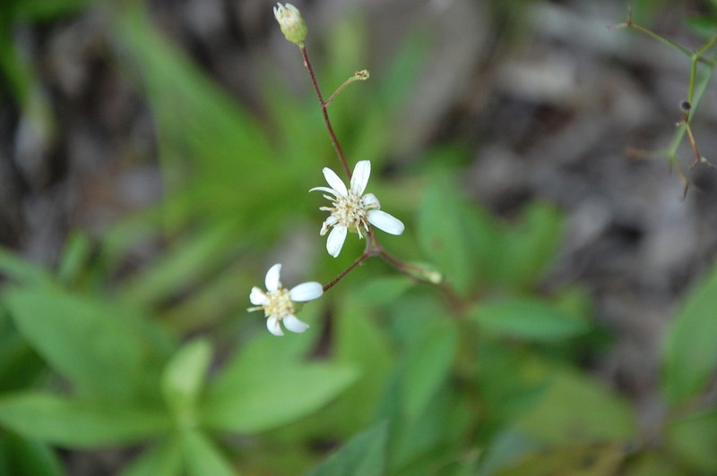 Cornel-Leaf Whitetop photo 5