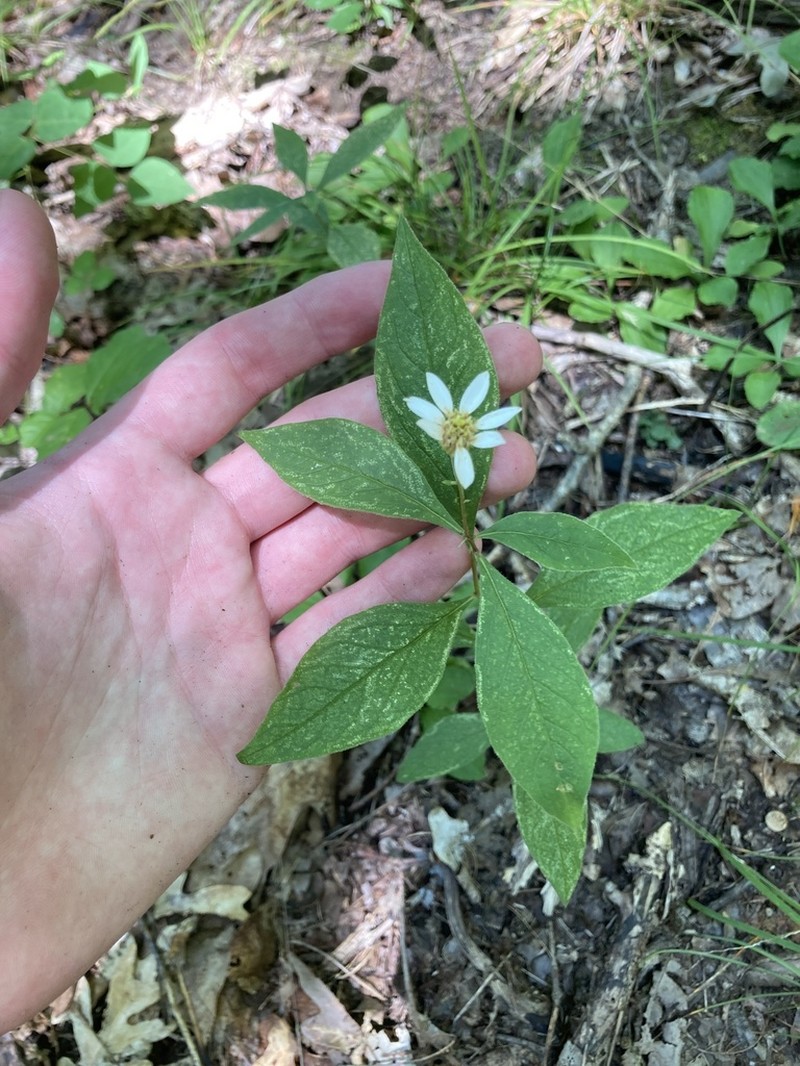 Cornel-Leaf Whitetop photo 6