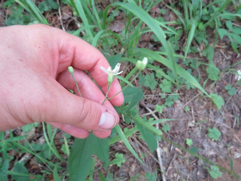 Cornel-Leaf Whitetop photo 7