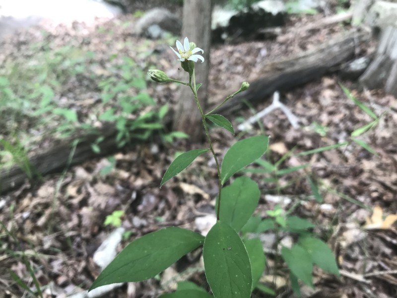Cornel-Leaf Whitetop photo 8