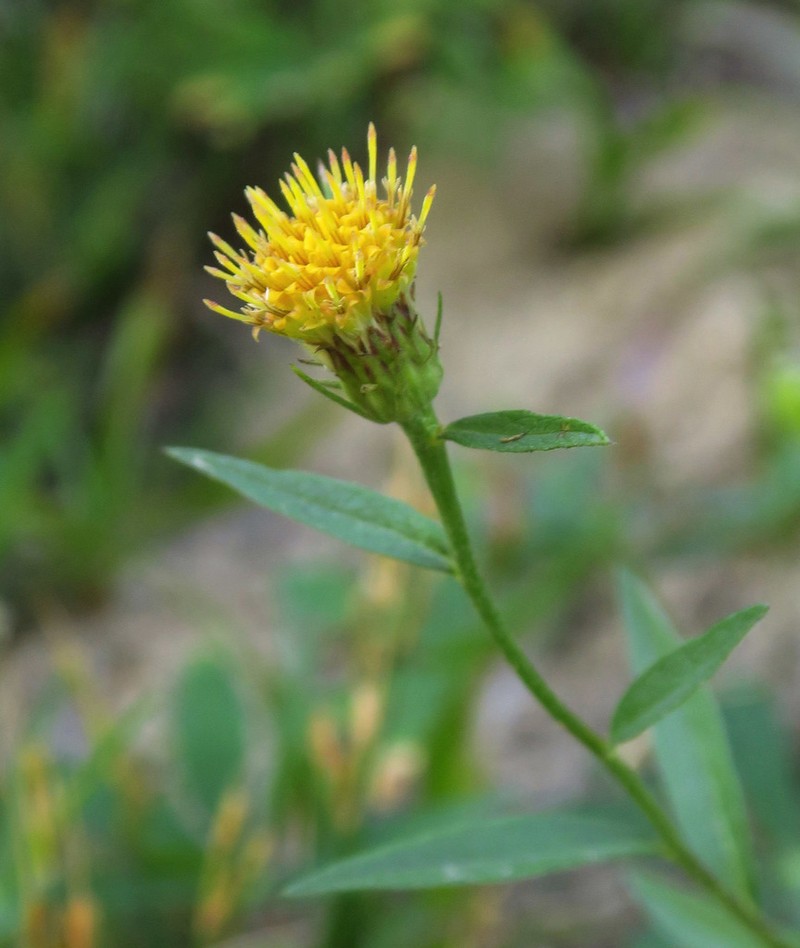 Cascade Aster photo 2