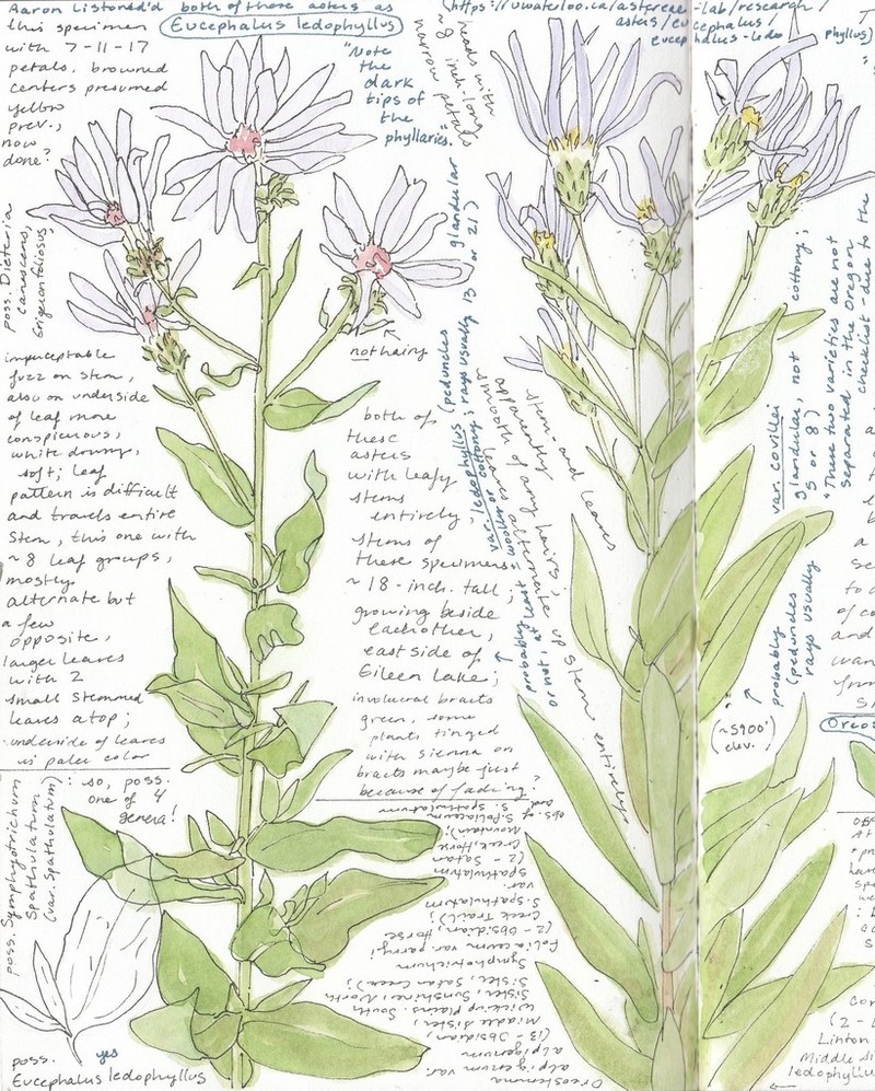 Cascade Aster photo 3