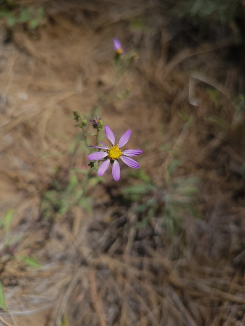 Cascade Aster photo 5