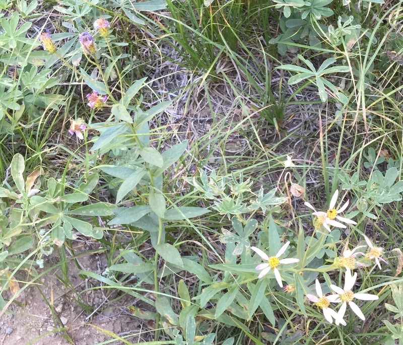 Cascade Aster photo 7
