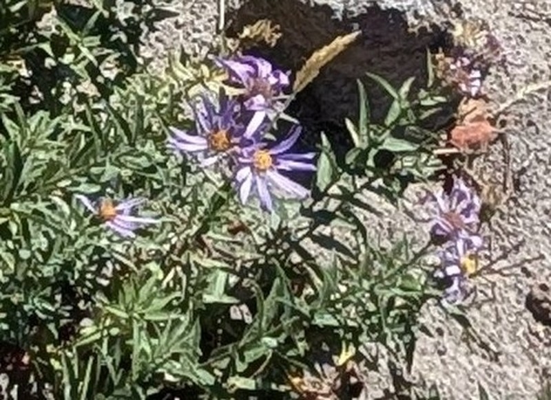 Cascade Aster photo 8