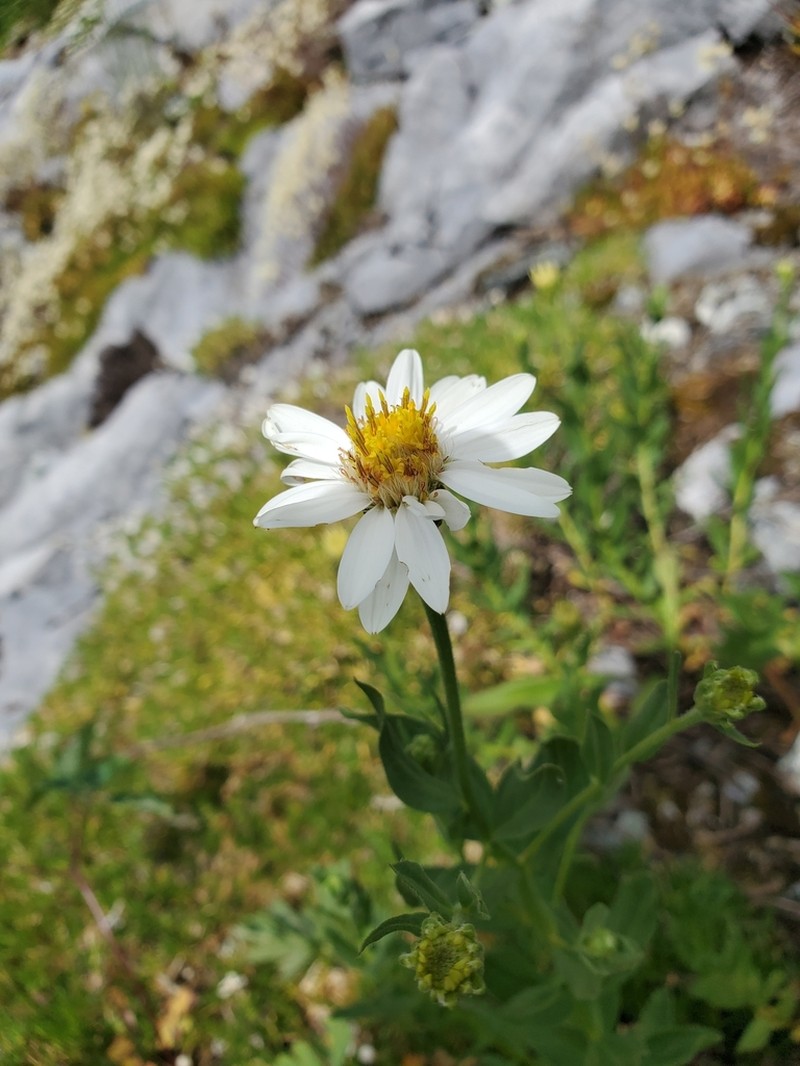 Olympic Mountain Aster