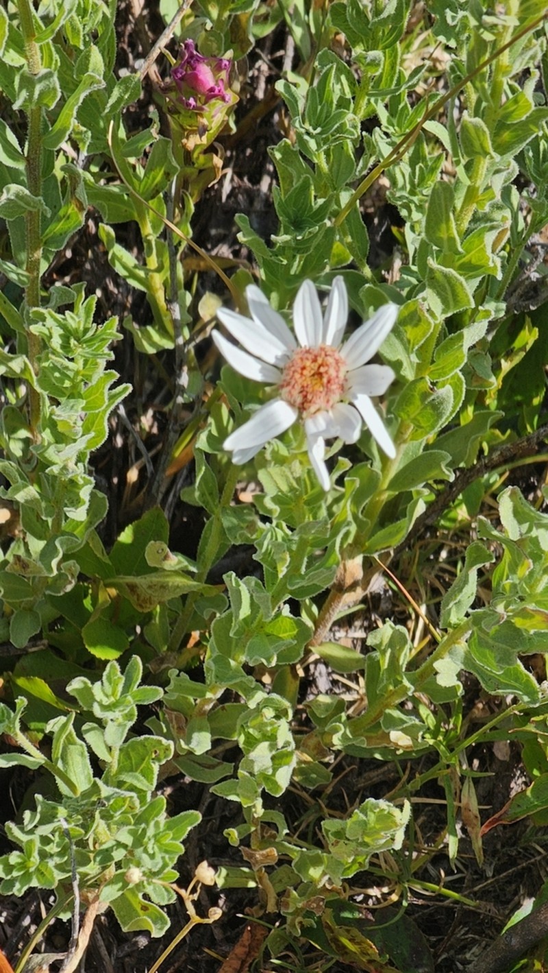 Olympic Mountain Aster photo 2