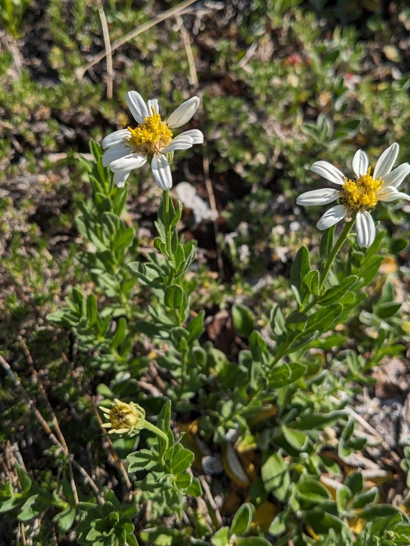 Olympic Mountain Aster photo 3