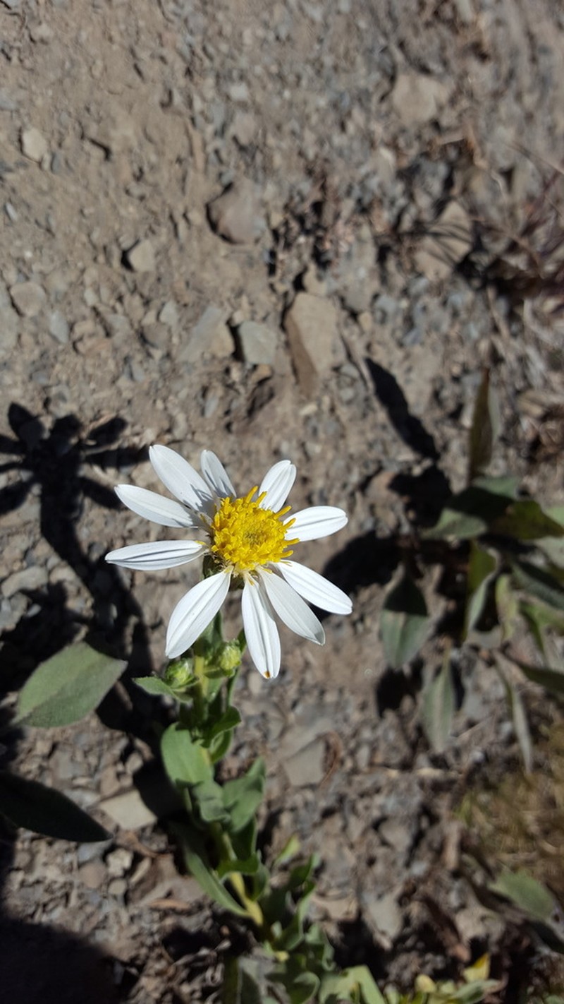 Olympic Mountain Aster photo 4