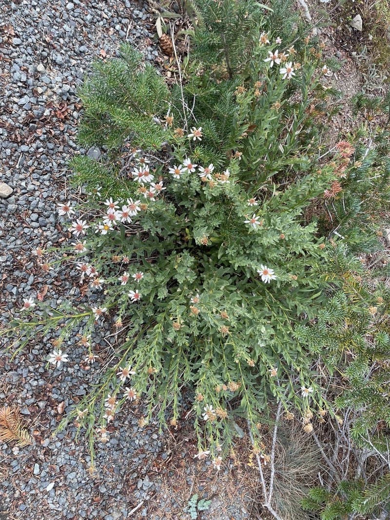 Olympic Mountain Aster photo 5