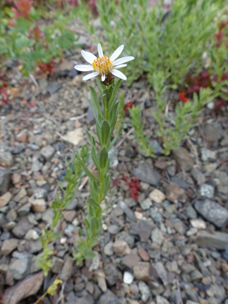 Olympic Mountain Aster photo 6