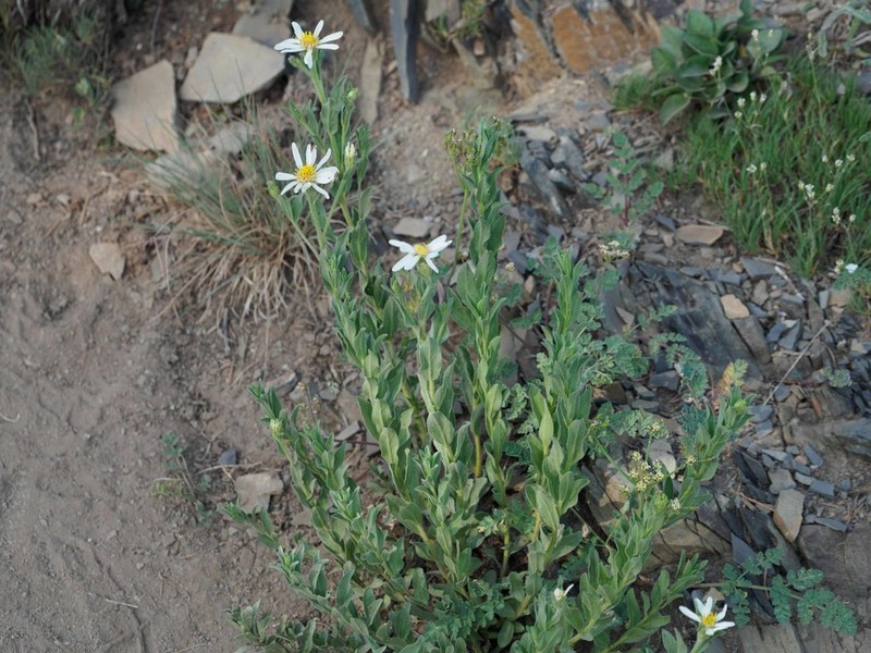 Olympic Mountain Aster photo 7