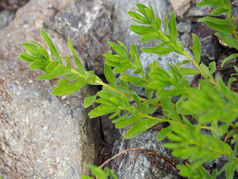 Olympic Mountain Aster photo 8