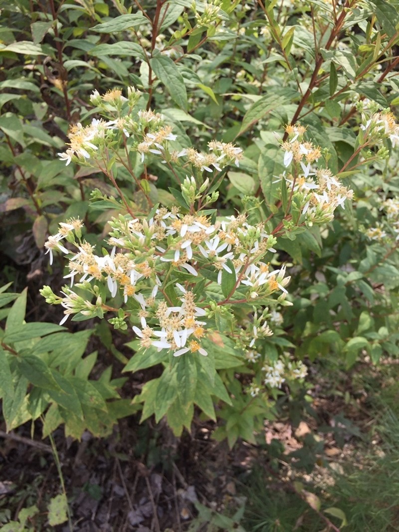 Southern Whitetop
