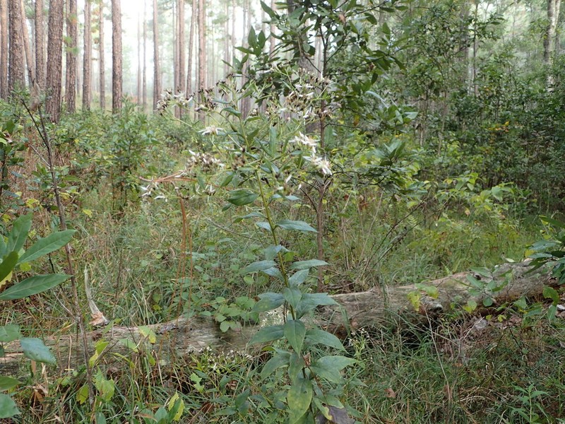 Southern Whitetop photo 2