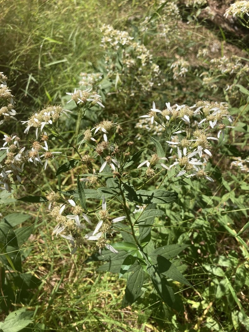 Southern Whitetop photo 4