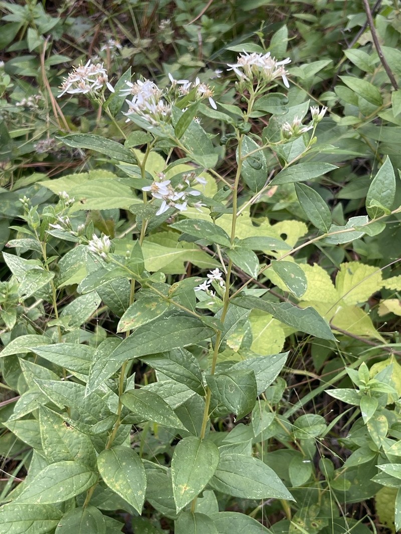Southern Whitetop photo 5