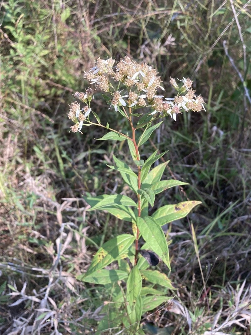 Southern Whitetop photo 6