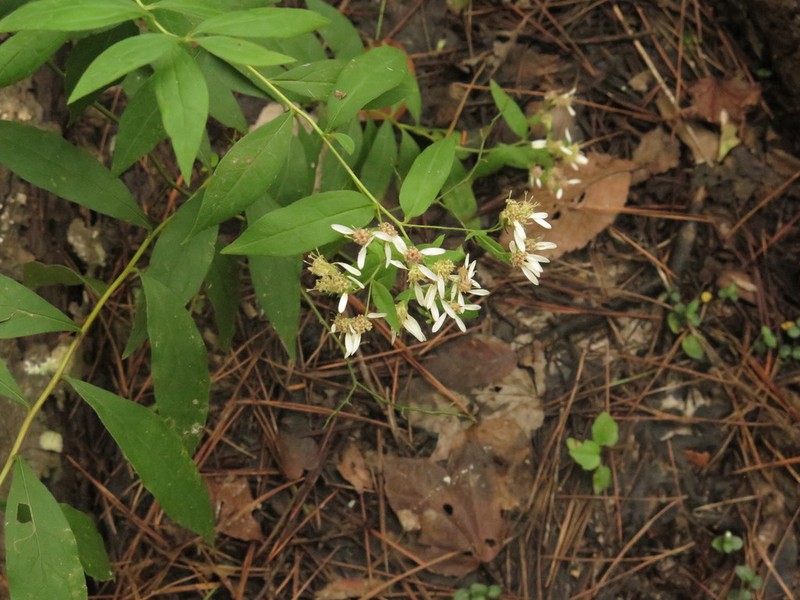 Southern Whitetop photo 7