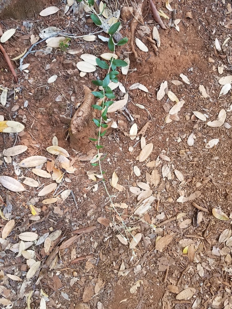 Brickellbush Aster photo 3