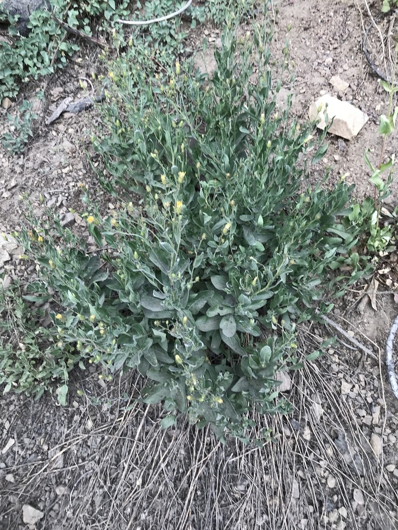 Brickellbush Aster photo 4