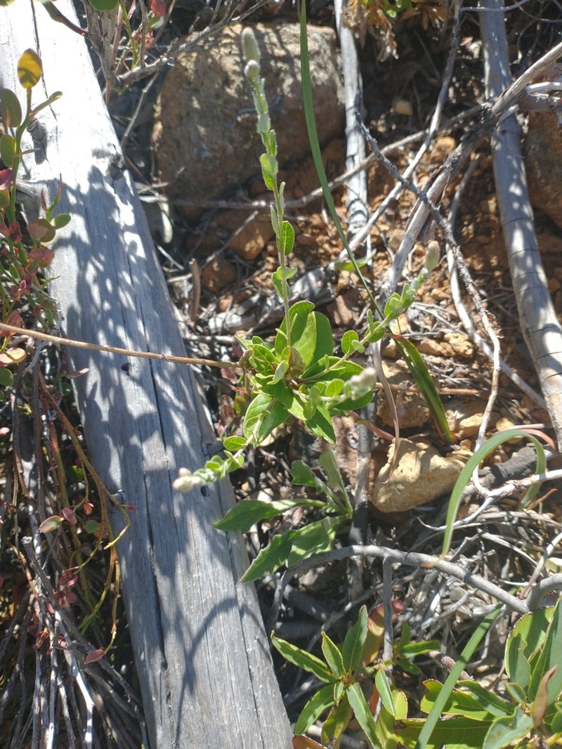 Brickellbush Aster photo 5