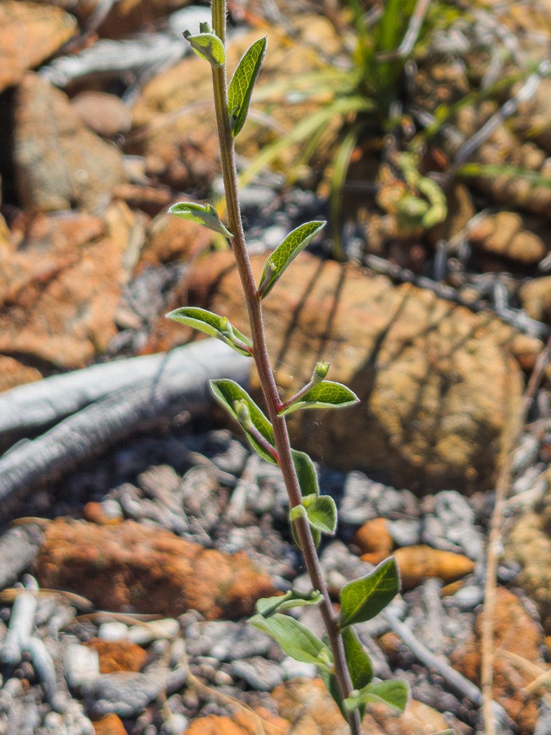 Brickellbush Aster photo 6