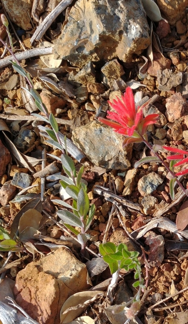 Rayless Aster photo 8