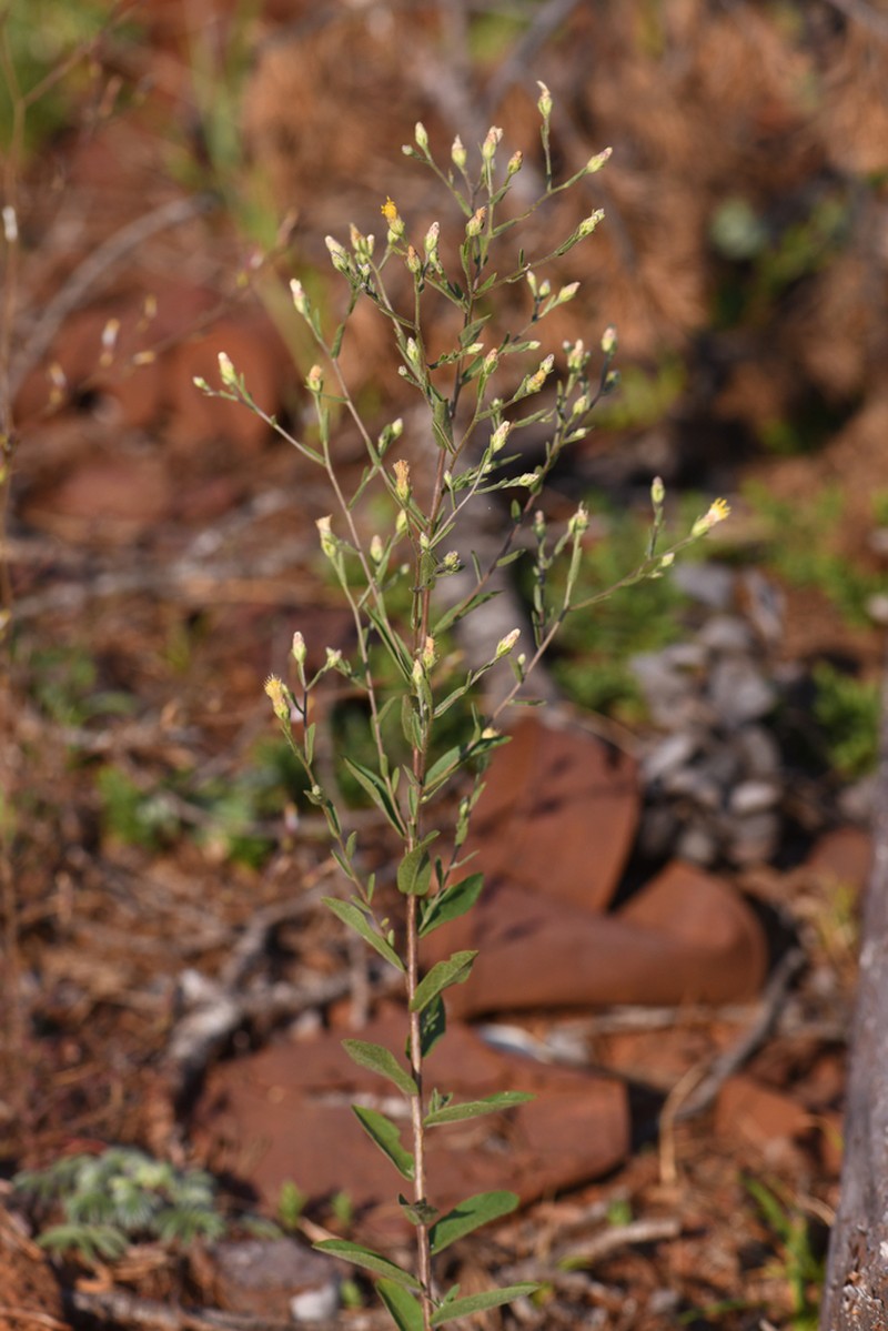 Rayless Aster photo 2