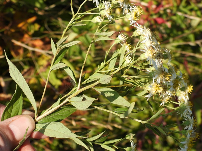Doellingeria umbellata var. pubens