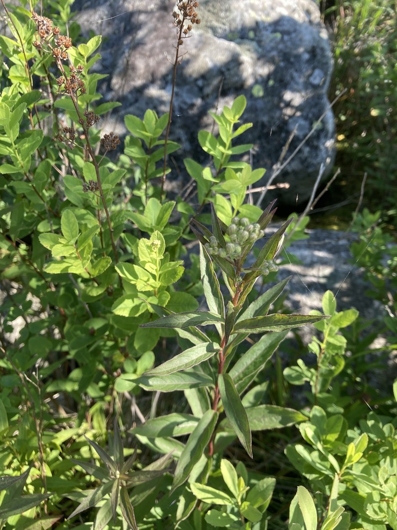 Doellingeria umbellata var. pubens photo 2