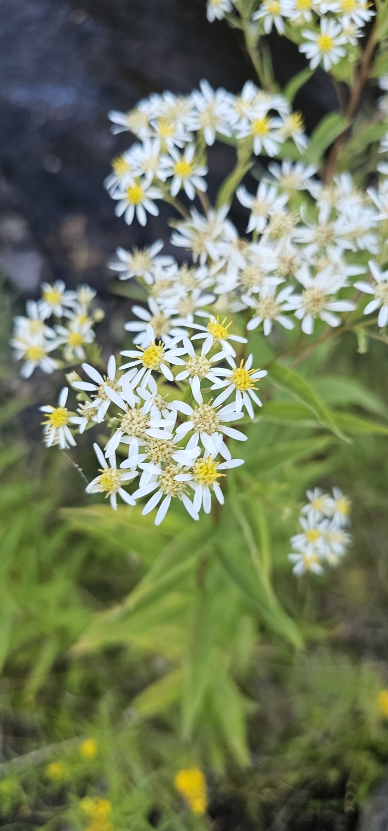 Doellingeria umbellata var. pubens photo 3