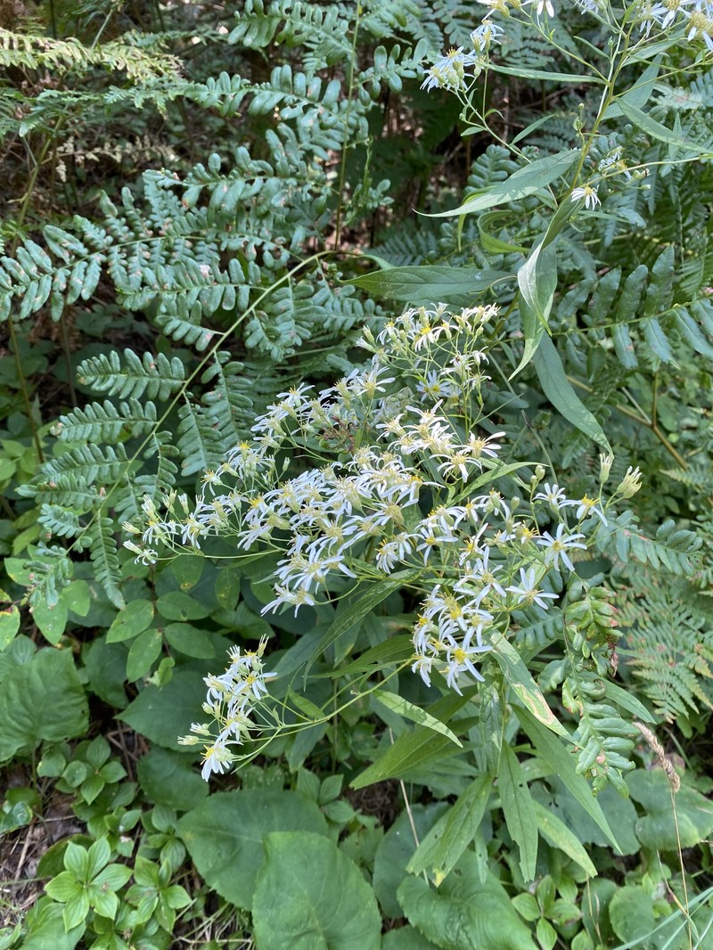 Doellingeria umbellata var. pubens photo 4