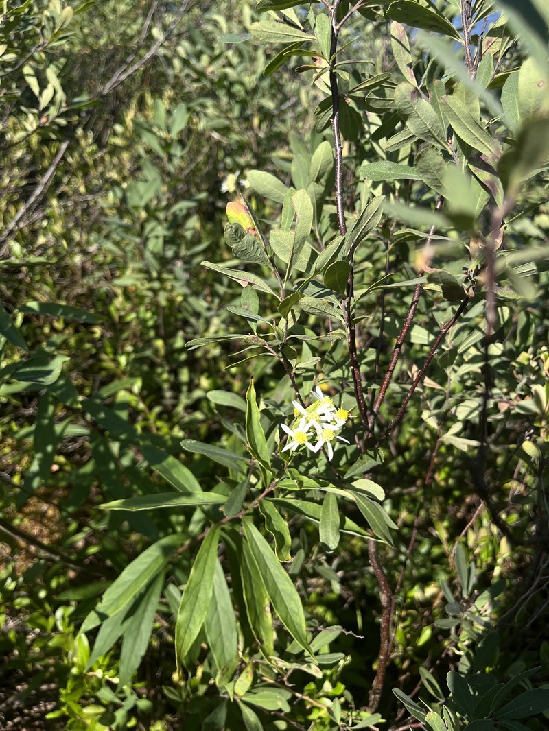 Doellingeria umbellata var. pubens photo 5