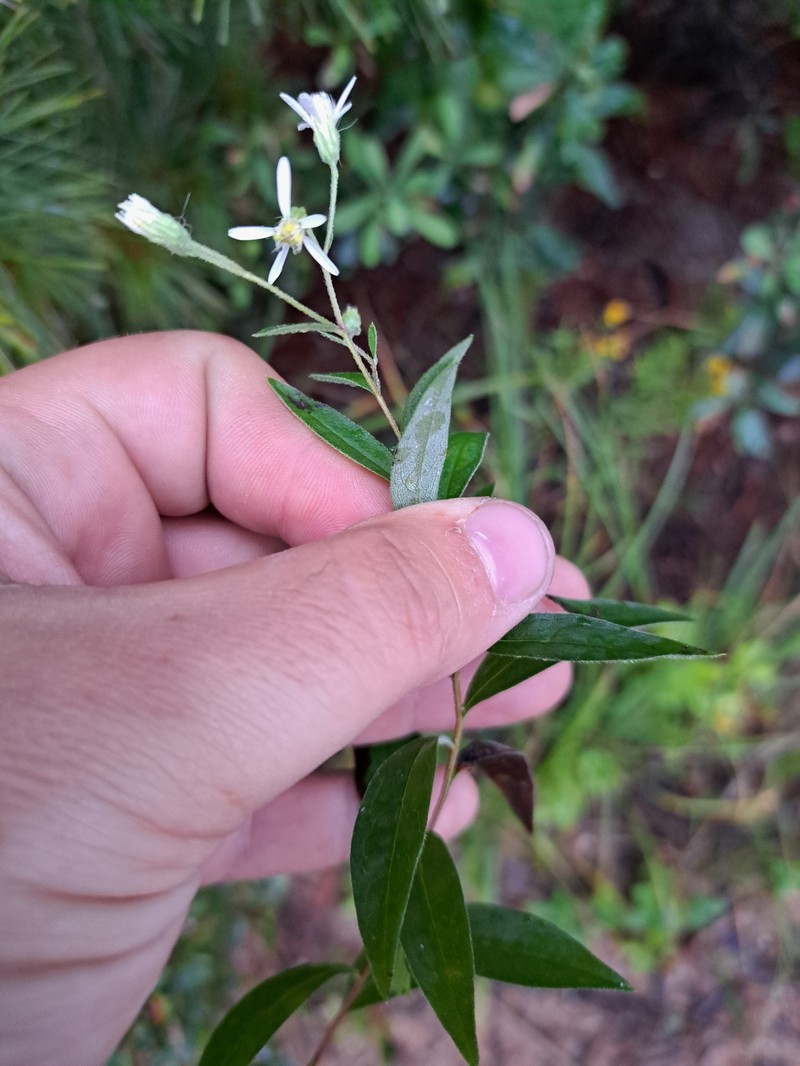 Doellingeria umbellata var. pubens photo 6