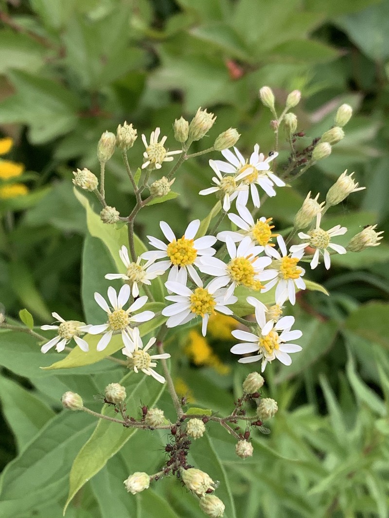 Doellingeria umbellata var. pubens photo 7