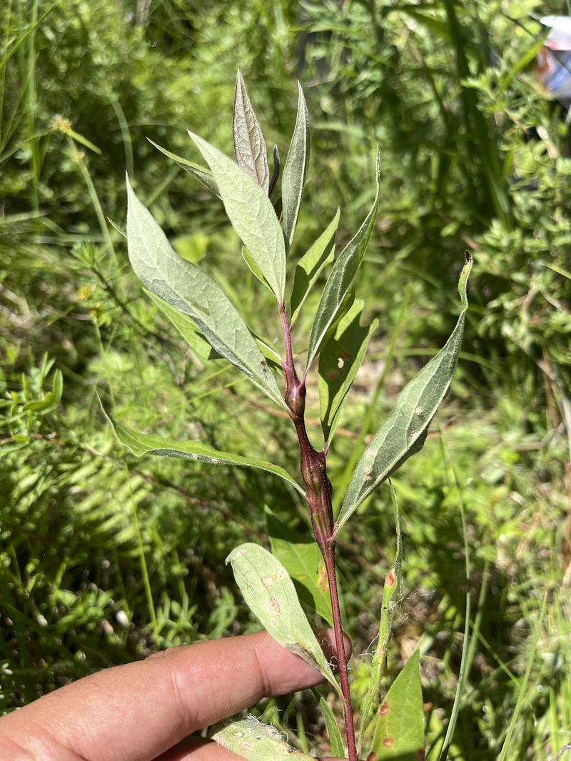 Doellingeria umbellata var. pubens photo 8