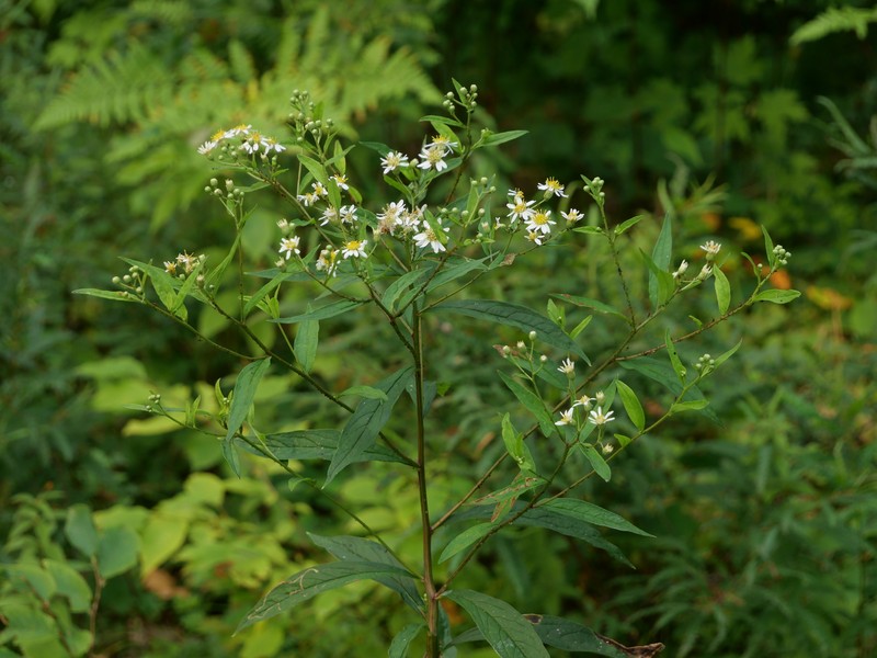 Doellingeria umbellata var. umbellata