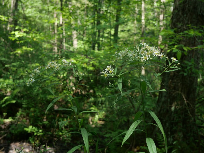 Doellingeria umbellata var. umbellata photo 2