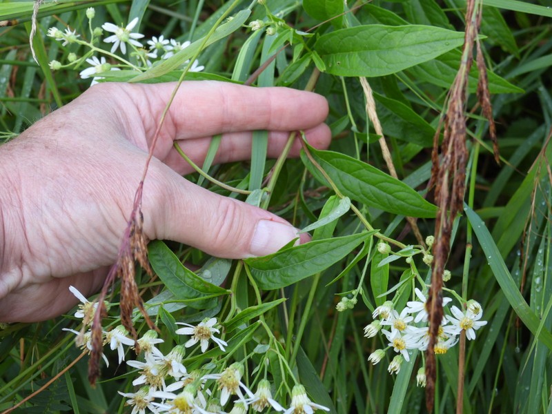 Doellingeria umbellata var. umbellata photo 3