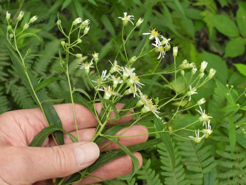 Doellingeria umbellata var. umbellata photo 4
