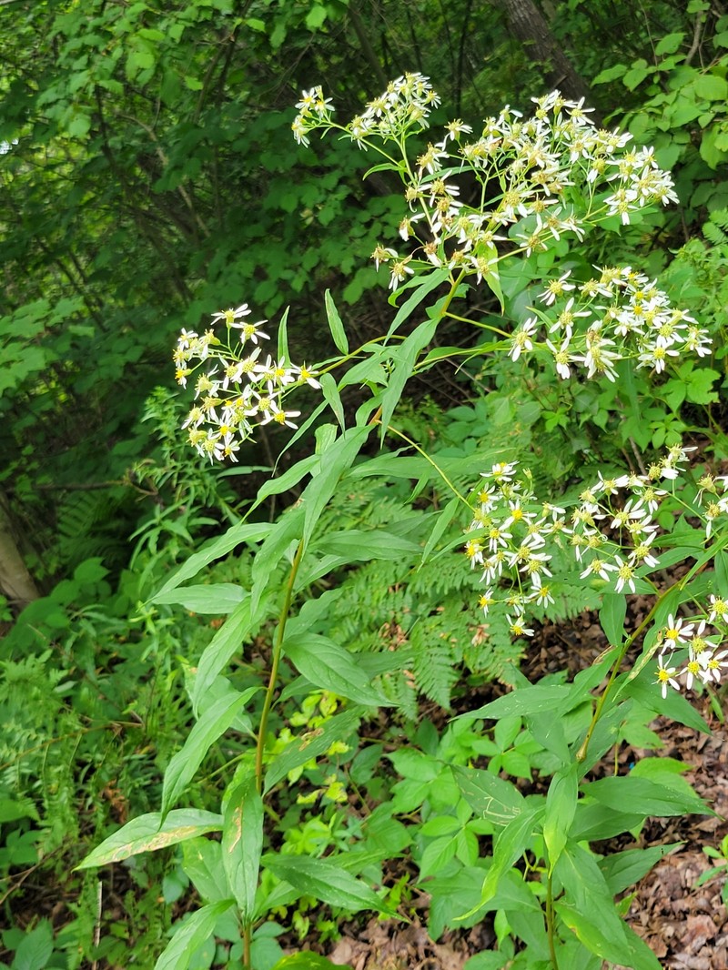 Doellingeria umbellata var. umbellata photo 5