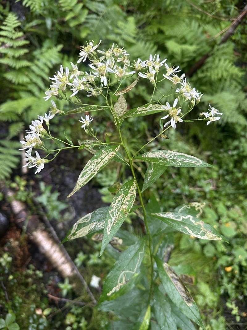 Doellingeria umbellata var. umbellata photo 6